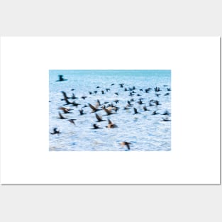 Flight of cormorant blurred in motion in flight over blue water Posters and Art